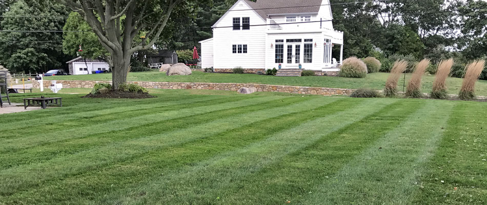A client's green healthy lawn in Charlestown that we mow on a regular basis.